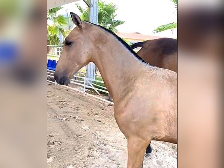 PRE Étalon Poulain (04/2024) 162 cm Buckskin in Malaga