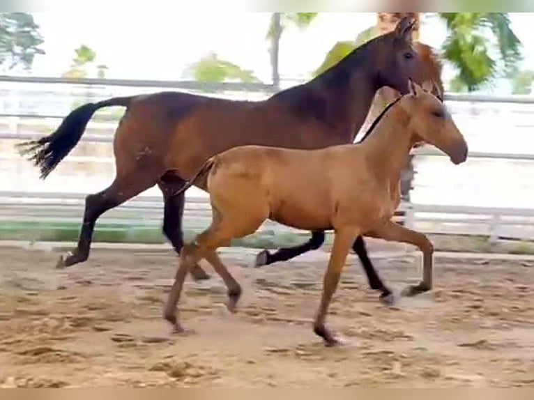 PRE Étalon Poulain (04/2024) 162 cm Buckskin in Malaga