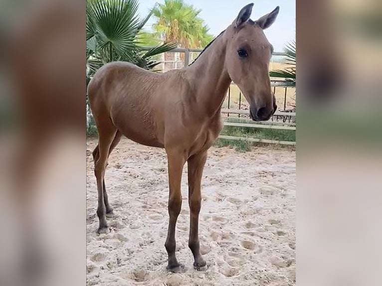 PRE Étalon Poulain (04/2024) 162 cm Buckskin in Malaga