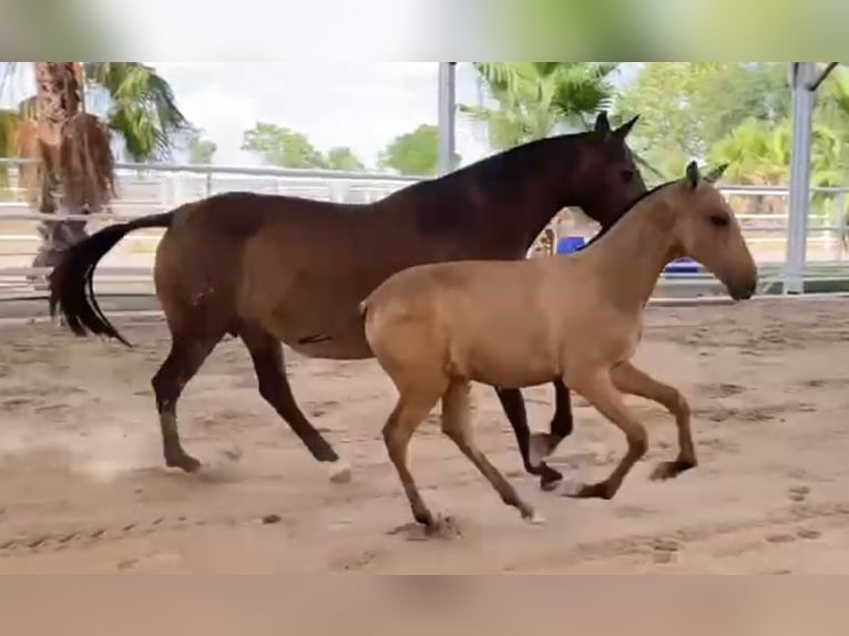 PRE Étalon Poulain (04/2024) 162 cm Buckskin in Malaga