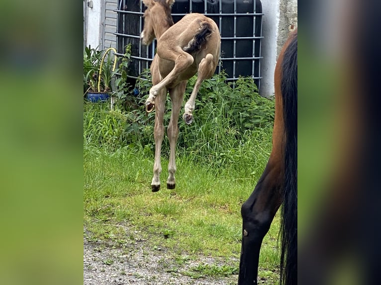 PRE Étalon Poulain (05/2024) 162 cm Buckskin in Gottfrieding