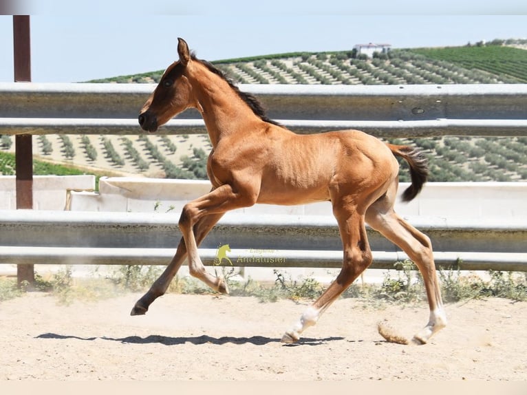 PRE Étalon Poulain (05/2026) 162 cm  in Provinz Cordoba