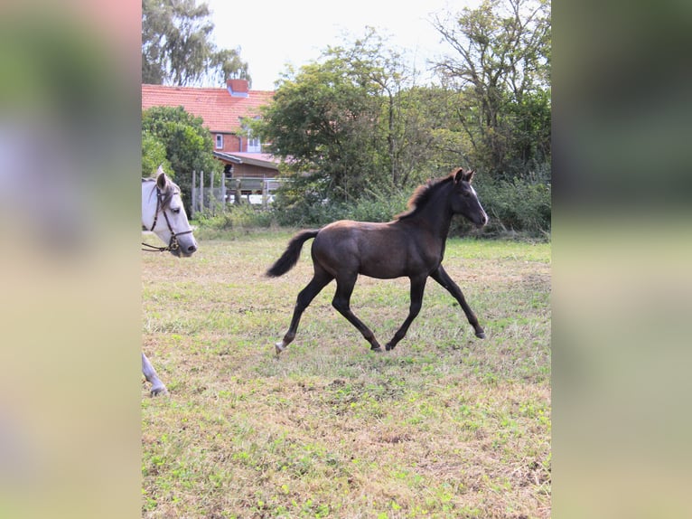 PRE Étalon Poulain (05/2025) 163 cm Gris in Rerik OT Russow