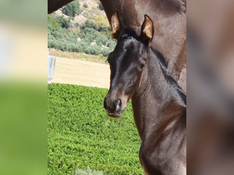PRE Étalon Poulain (06/2025) 163 cm Noir in Provinz Cordoba