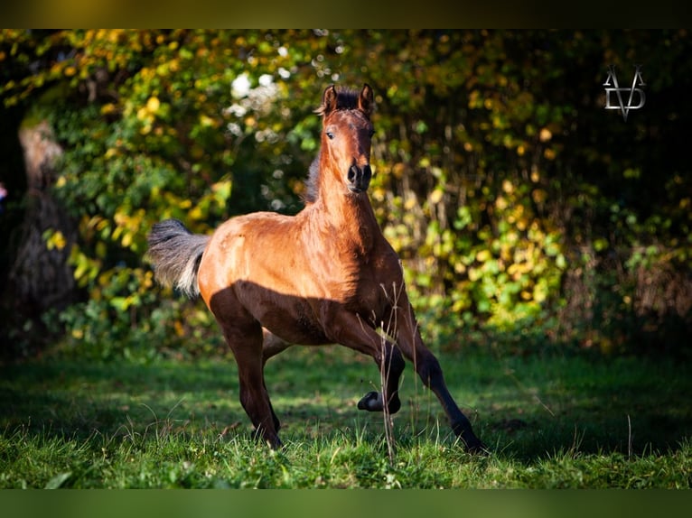 PRE Étalon Poulain (05/2024) 164 cm Bai in La Vespière-Friardel