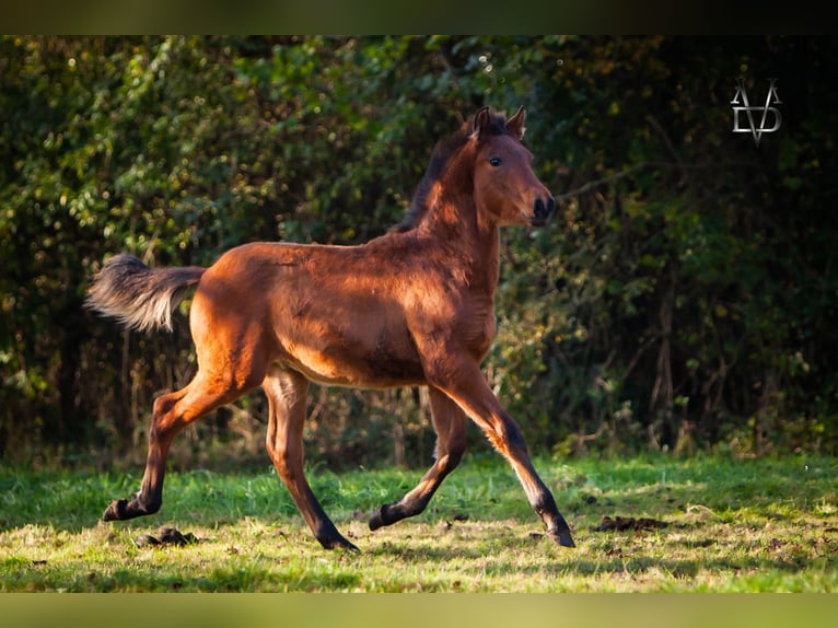 PRE Étalon Poulain (05/2024) 164 cm Bai in La Vespière-Friardel