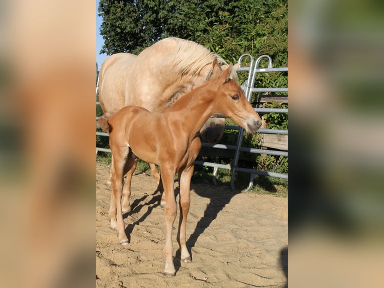 PRE Étalon Poulain (06/2026) 164 cm Palomino in Kirn