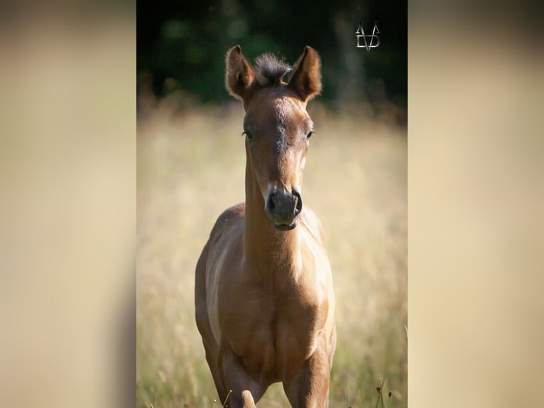 PRE Étalon Poulain (06/2025) 165 cm Bai brun foncé in La Vespi&#xE8;re-Friardel