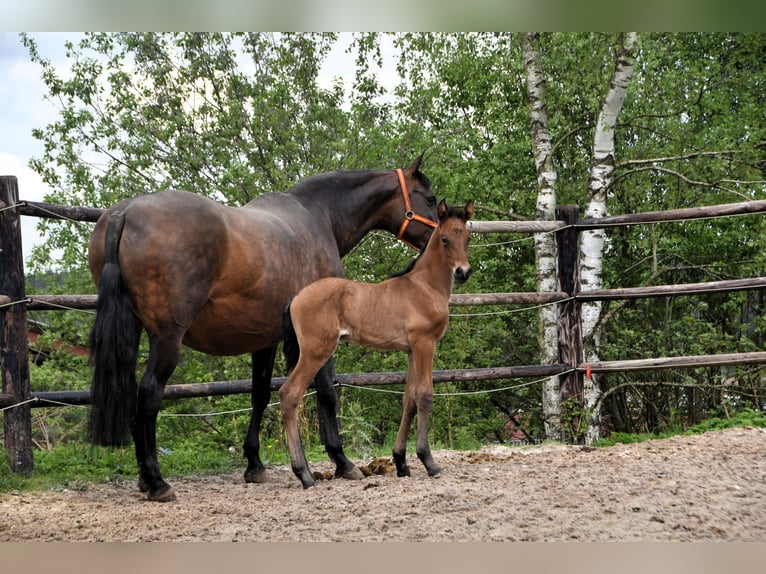 PRE Étalon Poulain (05/2024) 165 cm Bai cerise in Dochamps