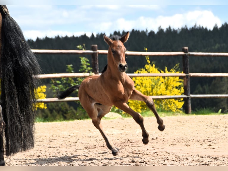 PRE Étalon Poulain (05/2024) 165 cm Bai cerise in Dochamps