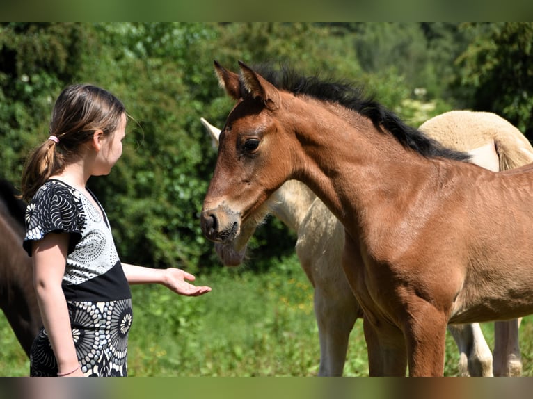 PRE Étalon Poulain (05/2024) 165 cm Bai cerise in Dochamps