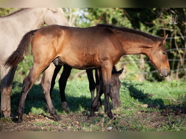 PRE Étalon Poulain (05/2026) 165 cm Bai cerise in La Vespière