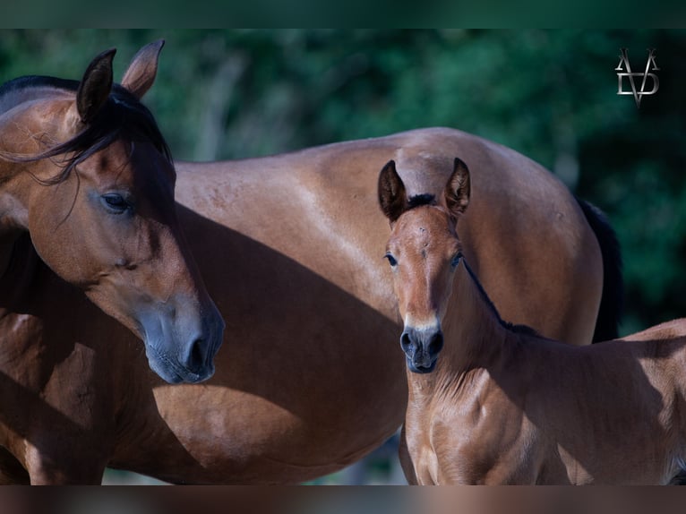 PRE Étalon Poulain (05/2026) 165 cm Bai cerise in La Vespière