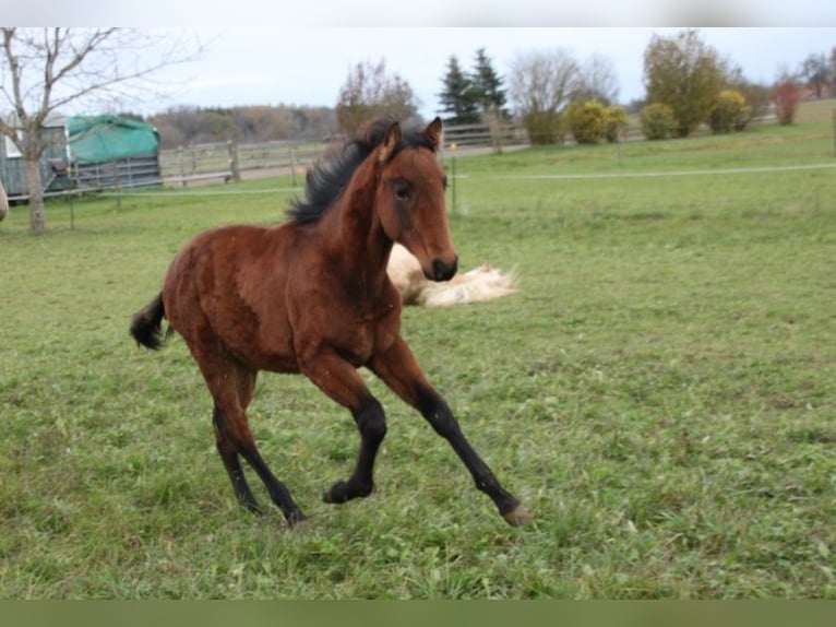 PRE Étalon Poulain (05/2024) 165 cm Bai in Balingen