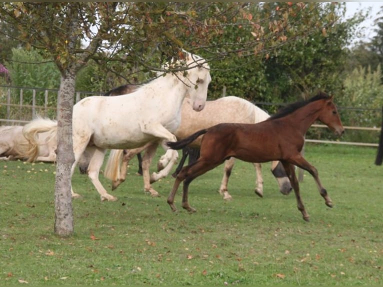 PRE Étalon Poulain (05/2024) 165 cm Bai in Balingen