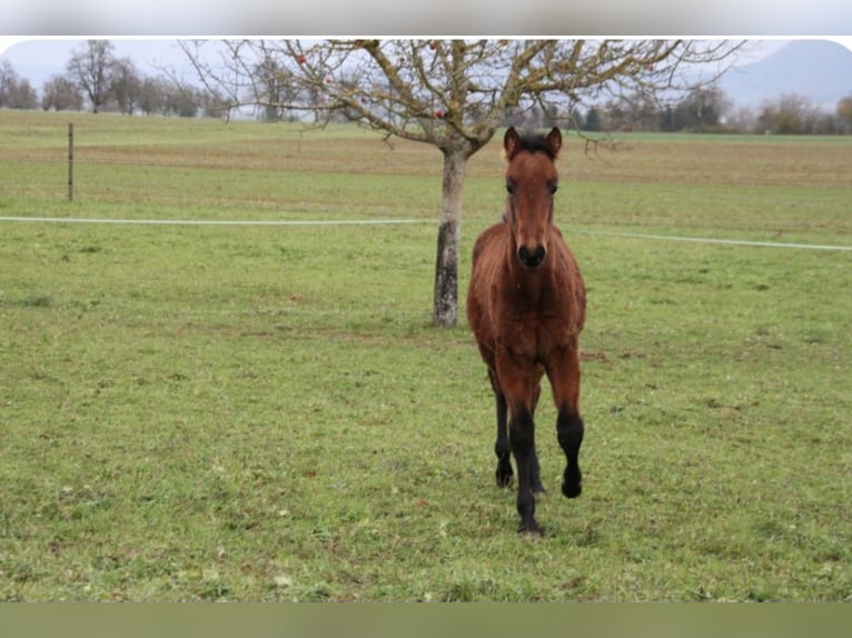 PRE Étalon Poulain (05/2024) 165 cm Bai in Balingen