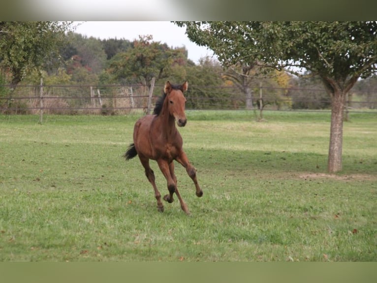 PRE Étalon Poulain (05/2024) 165 cm Bai in Balingen