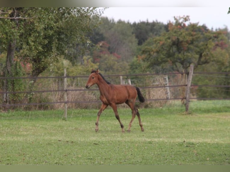 PRE Étalon Poulain (05/2024) 165 cm Bai in Balingen