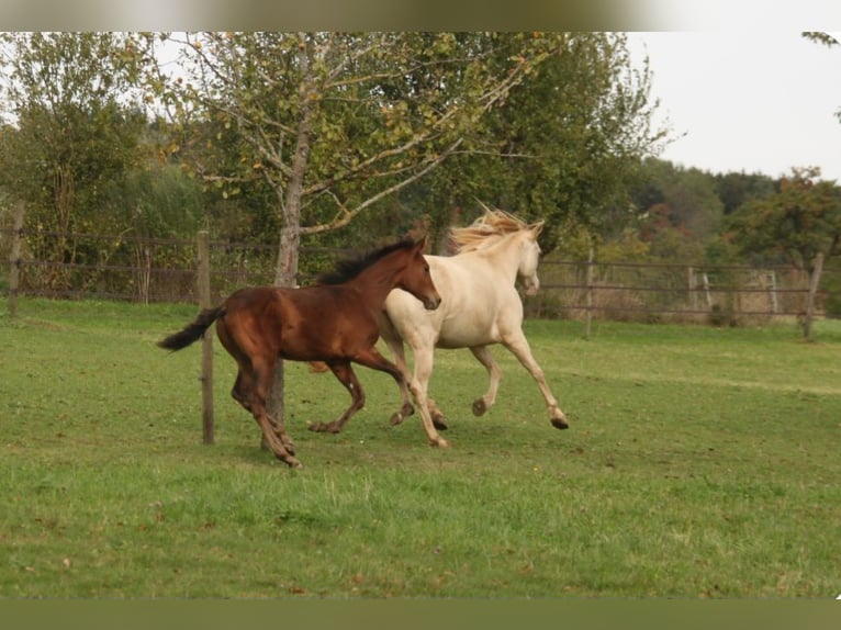 PRE Étalon Poulain (05/2024) 165 cm Bai in Balingen