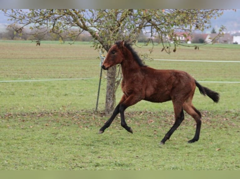 PRE Étalon Poulain (05/2024) 165 cm Bai in Balingen