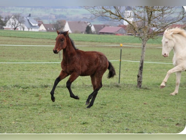 PRE Étalon Poulain (05/2024) 165 cm Bai in Balingen