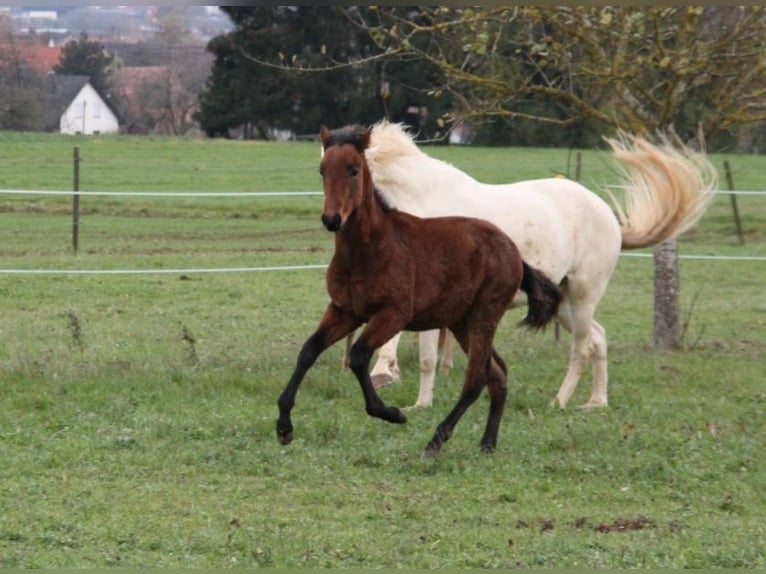 PRE Étalon Poulain (05/2024) 165 cm Bai in Balingen