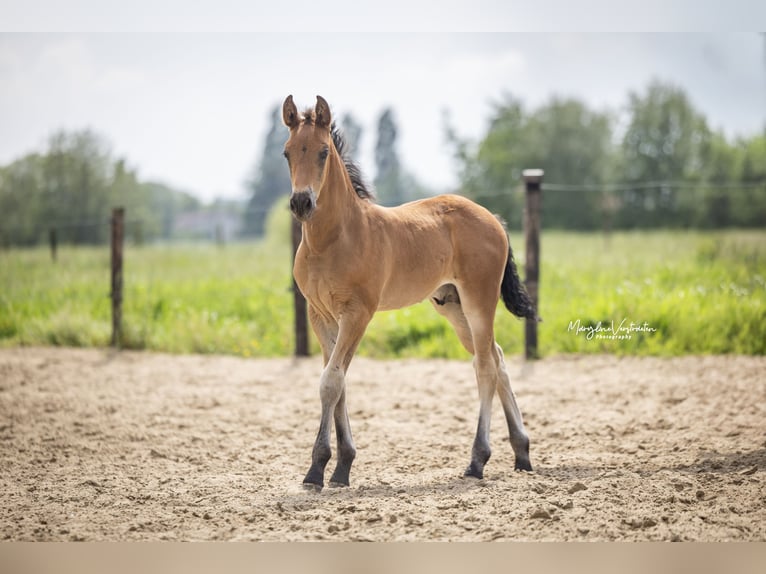 PRE Croisé Étalon Poulain (04/2024) 165 cm in zwevezele