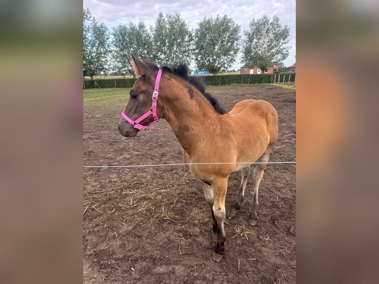 PRE Croisé Étalon Poulain (04/2024) 165 cm in zwevezele