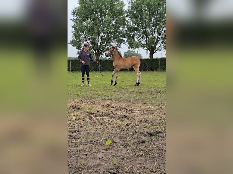 PRE Croisé Étalon Poulain (04/2024) 165 cm in zwevezele