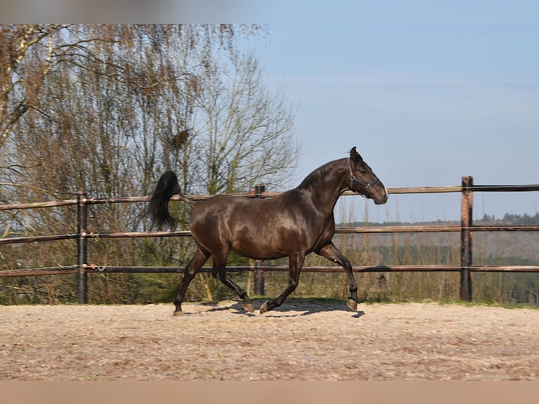 PRE Étalon Poulain (04/2026) 165 cm Perle in Dochamps