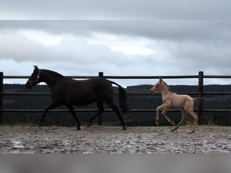 PRE Étalon Poulain (02/2024) 165 cm Perle in Dochamps