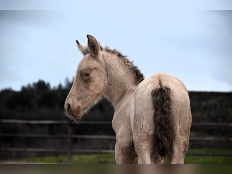 PRE Étalon Poulain (02/2024) 165 cm Perle in Dochamps