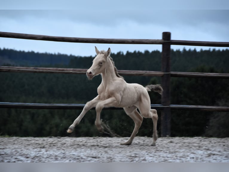 PRE Étalon Poulain (02/2024) 165 cm Perle in Dochamps