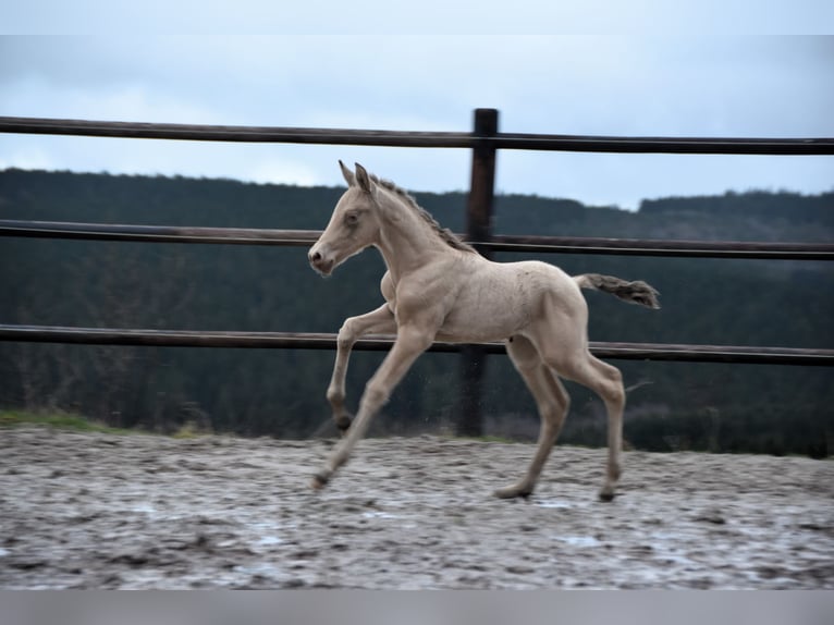 PRE Étalon Poulain (02/2024) 165 cm Perle in Dochamps