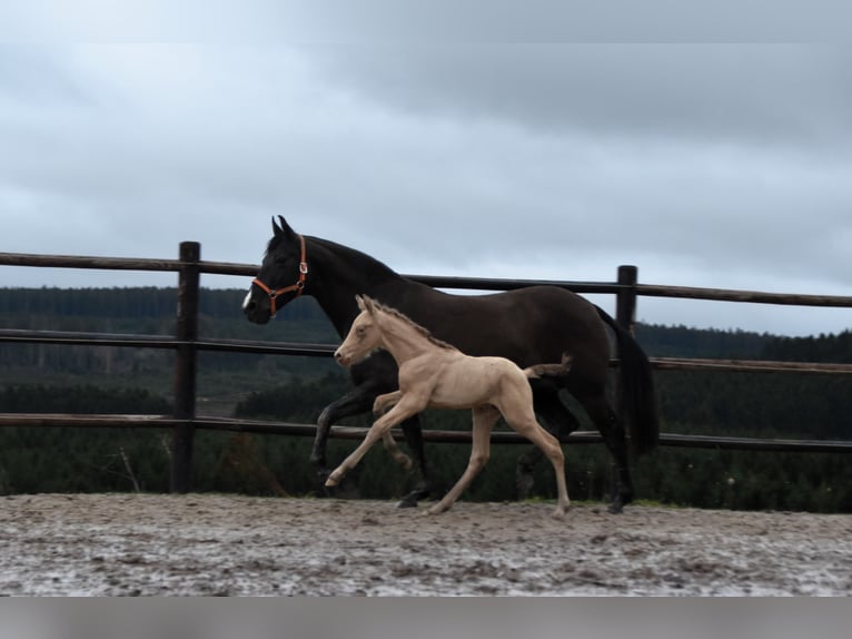 PRE Étalon Poulain (02/2024) 165 cm Perle in Dochamps