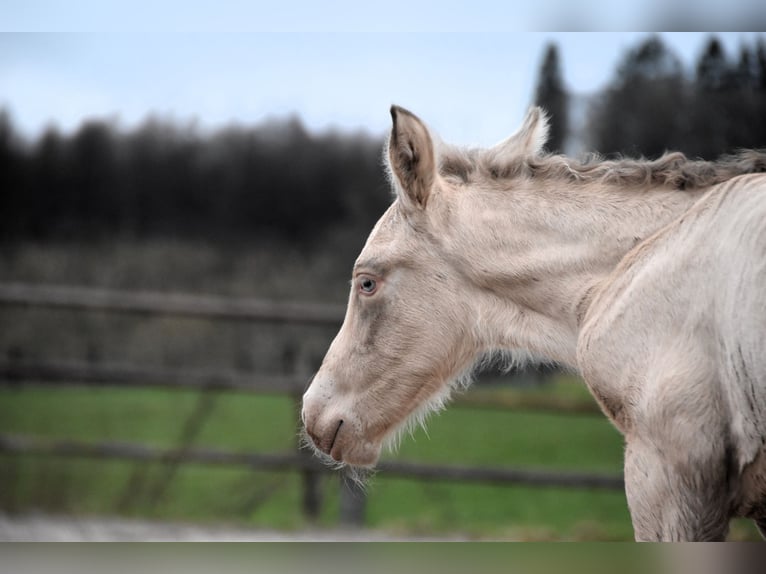 PRE Étalon Poulain (02/2024) 165 cm Perle in Dochamps