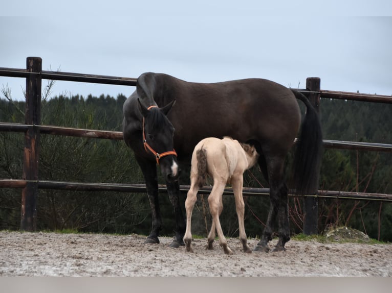 PRE Étalon Poulain (02/2024) 165 cm Perle in Dochamps