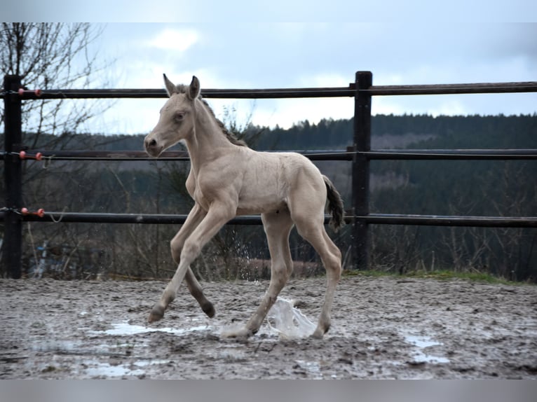 PRE Étalon Poulain (02/2024) 165 cm Perle in Dochamps