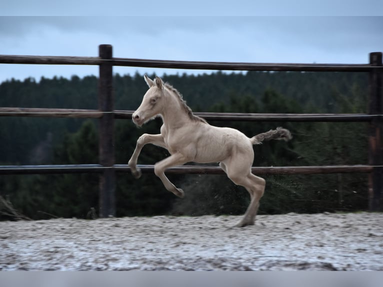 PRE Étalon Poulain (02/2024) 165 cm Perle in Dochamps