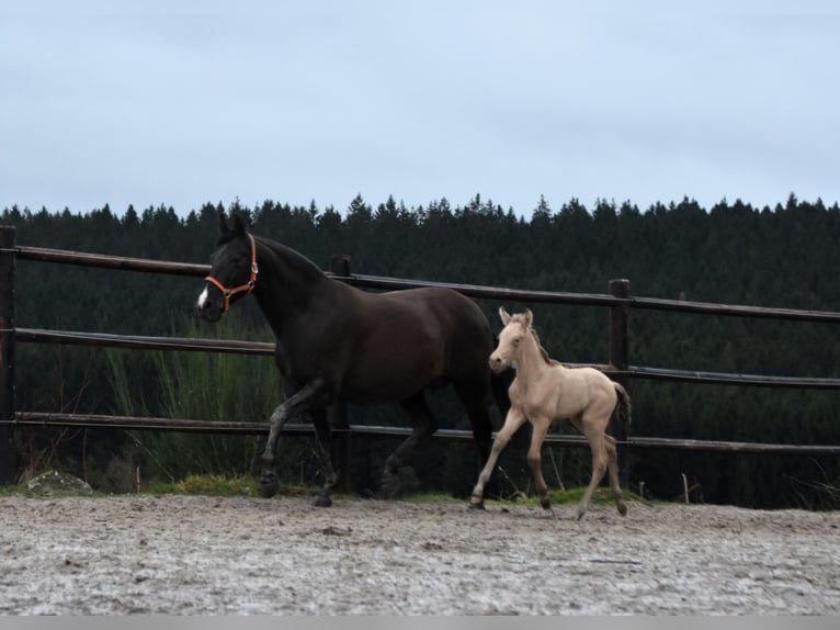 PRE Étalon Poulain (02/2024) 165 cm Perle in Dochamps