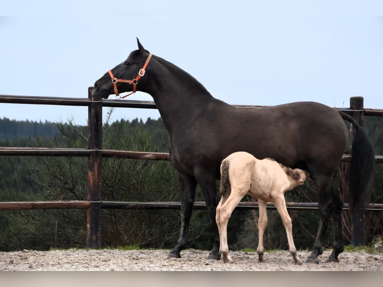 PRE Étalon Poulain (02/2024) 165 cm Perle in Dochamps