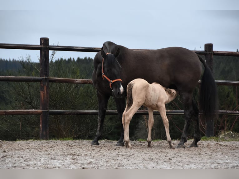 PRE Étalon Poulain (02/2024) 165 cm Perle in Dochamps