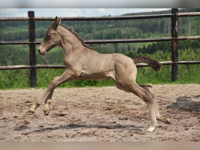 PRE Étalon Poulain (06/2024) 165 cm Perle in Dochamps