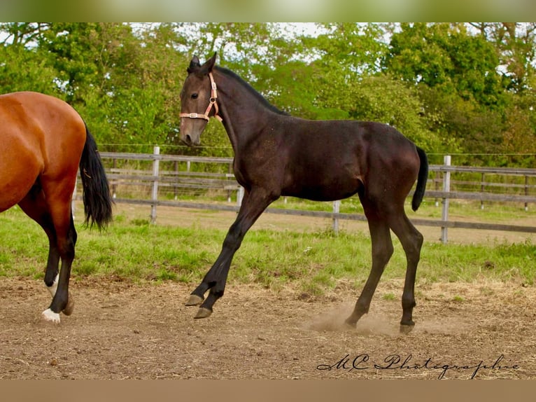 PRE Étalon Poulain (03/2025) 166 cm Gris noir in Polenz