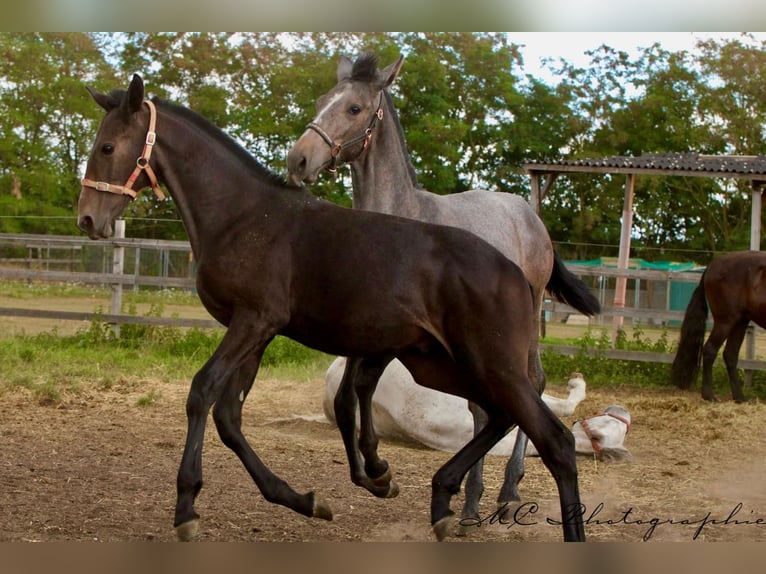PRE Étalon Poulain (03/2025) 166 cm Gris noir in Polenz
