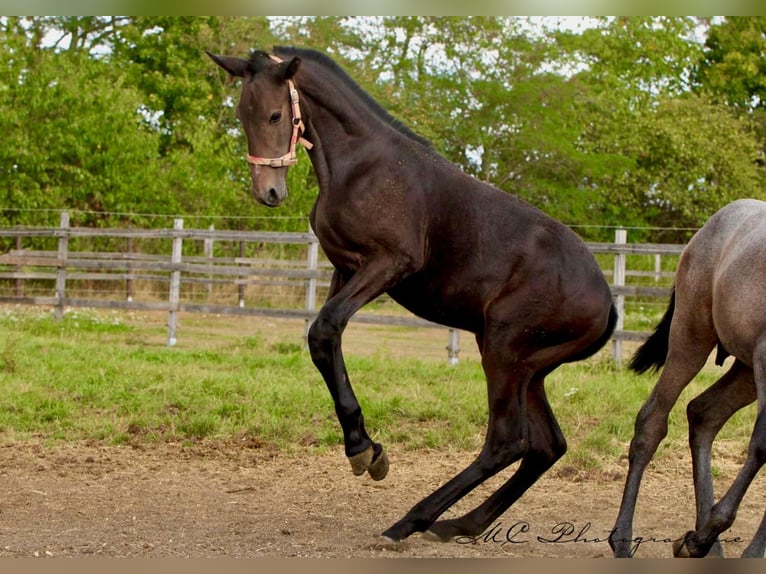 PRE Étalon Poulain (03/2025) 166 cm Gris noir in Polenz