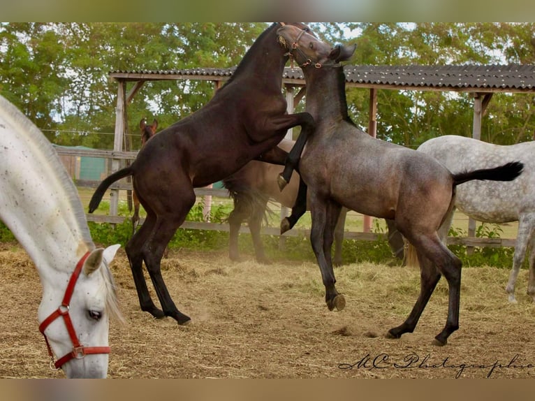 PRE Étalon Poulain (03/2025) 166 cm Gris noir in Polenz