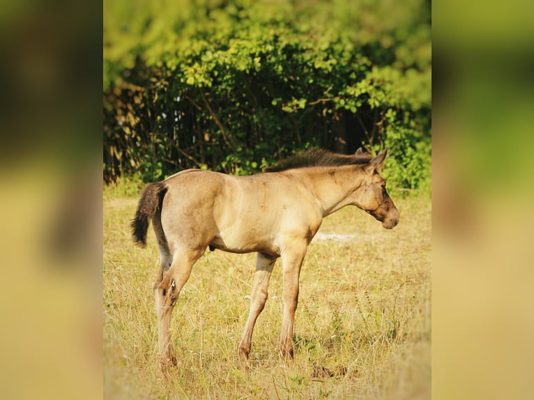 PRE Étalon Poulain (05/2026) 168 cm Noir in GößweinsteinGößweinstein