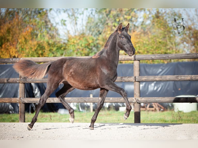PRE Étalon Poulain (03/2025) 168 cm Noir in La Vespière-Friardel
