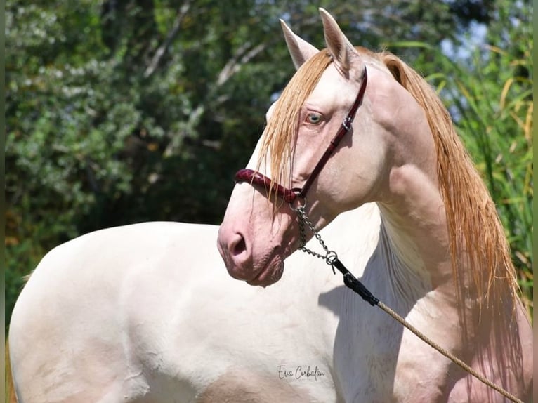 PRE Étalon Poulain (05/2025) 170 cm Buckskin in Madrid